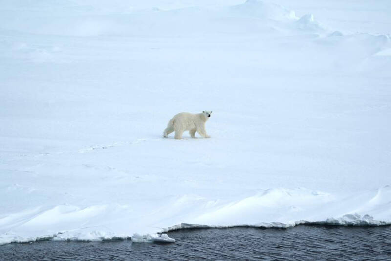 Рост полярности: белый медведь может стать символом России