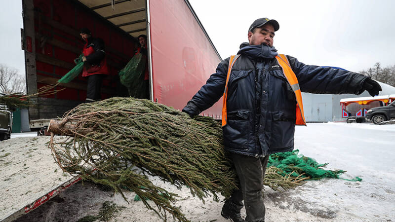 Эксперт дал советы по утилизации живой новогодней ели