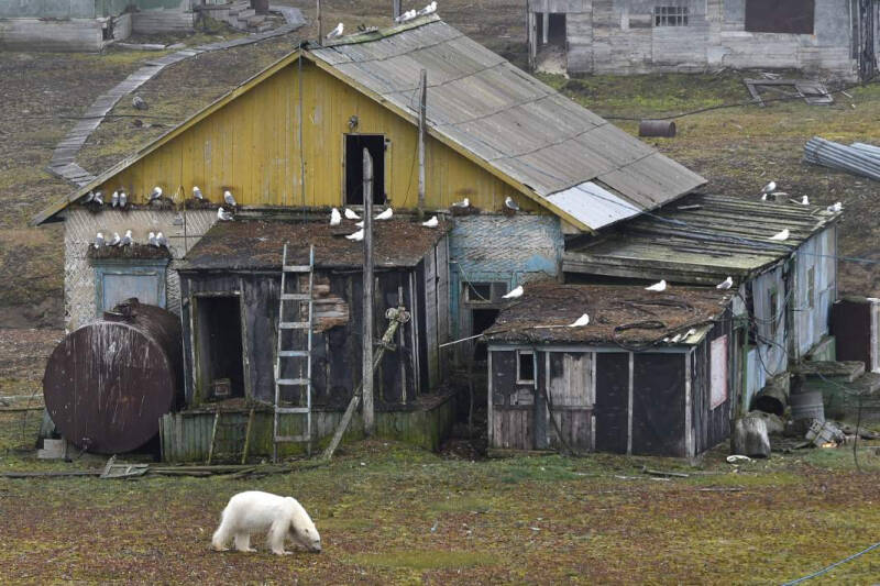 Рост полярности: белый медведь может стать символом России