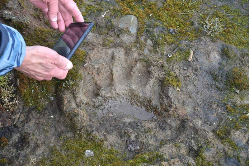 Рост полярности: белый медведь может стать символом России