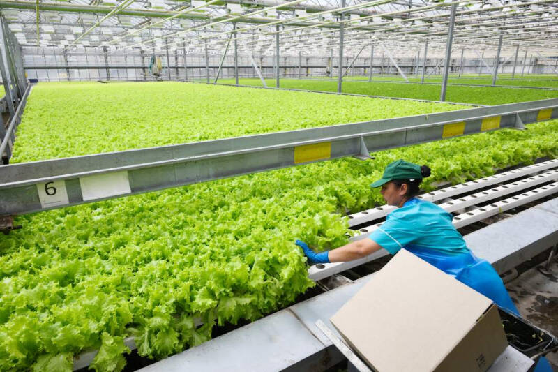 Своя доля: в каких отраслях запрещают работать трудовым мигрантам