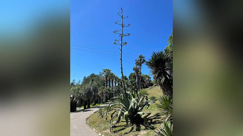 Мексиканская агава высотой с двухэтажный дом зацвела в Сочи