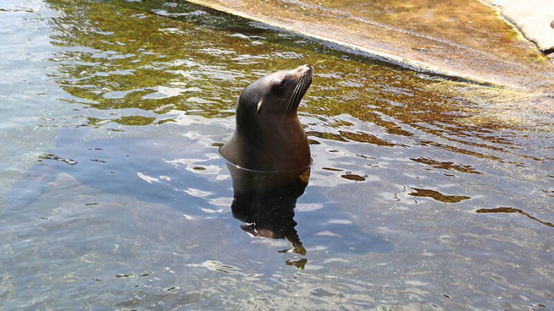 Стала известна причина массовой гибели тюленей в Мурманской области
