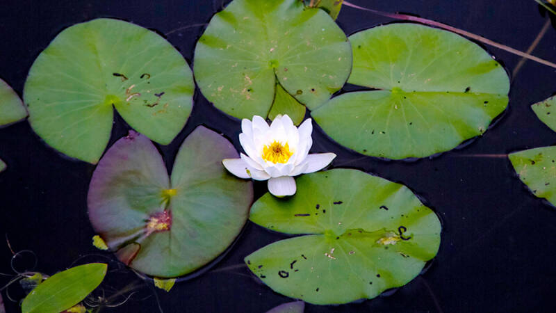 Краснокнижная кувшинка зацвела на водоемах Московской области