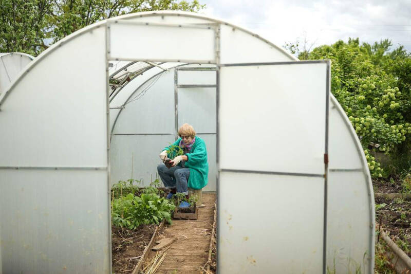 Лунный посевной календарь на июль 2024: график посадок по дням и фазам Луны