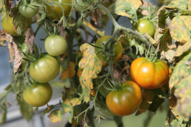 Ценная реакция: по итогам года в РФ прогнозируют инфляцию в 6,5%