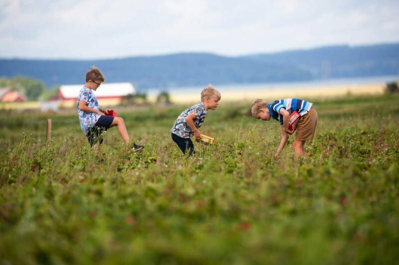 Шведский фарш: Скандинавию захлестнула волна этнической преступности