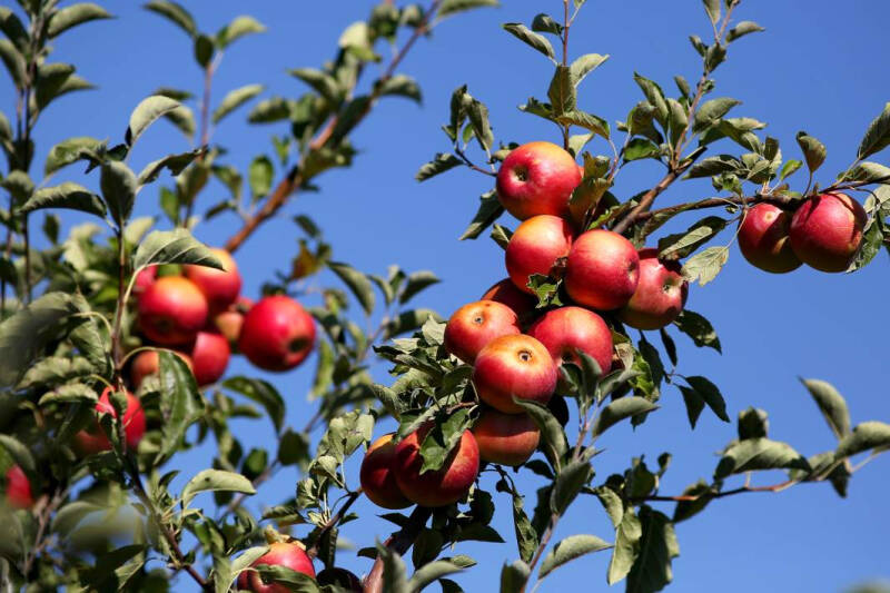 Тот еще фрукт: в июне Россия удвоила импорт яблок