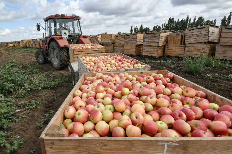 Тот еще фрукт: в июне Россия удвоила импорт яблок