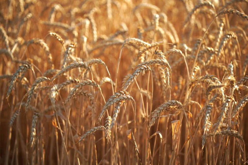 Засушить цены: как урожай повлияет на инфляцию