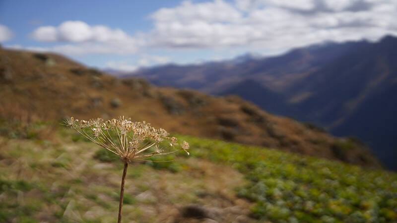 Штраф за необработанные от борщевика участки вырос в Псковской области