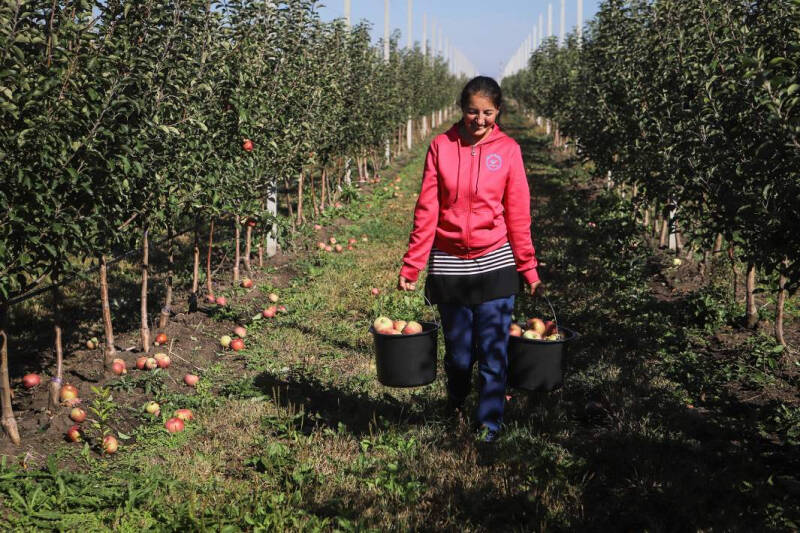 Тот еще фрукт: в июне Россия удвоила импорт яблок