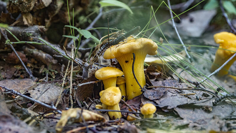 В Ленобласти спрогнозировали грибной год