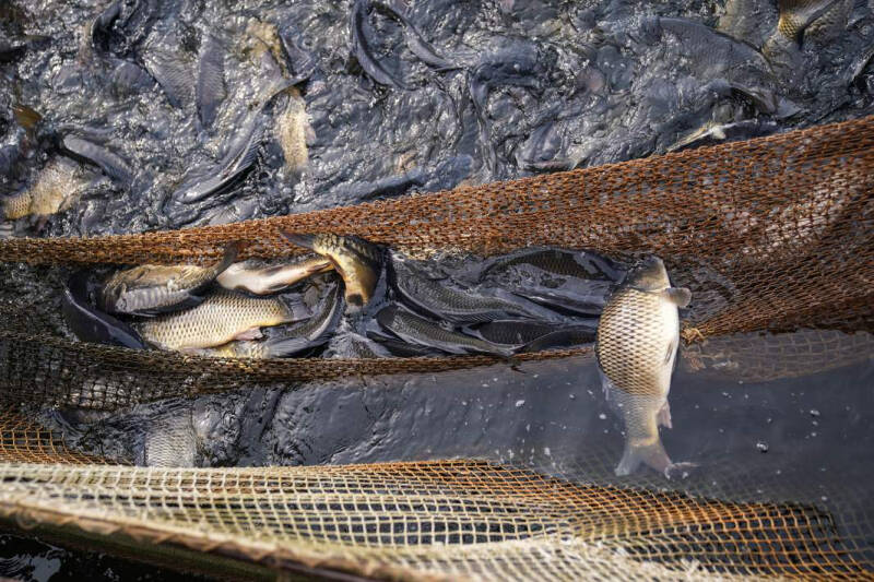 Полевые технологии: в России сельским хозяйством займутся роботы