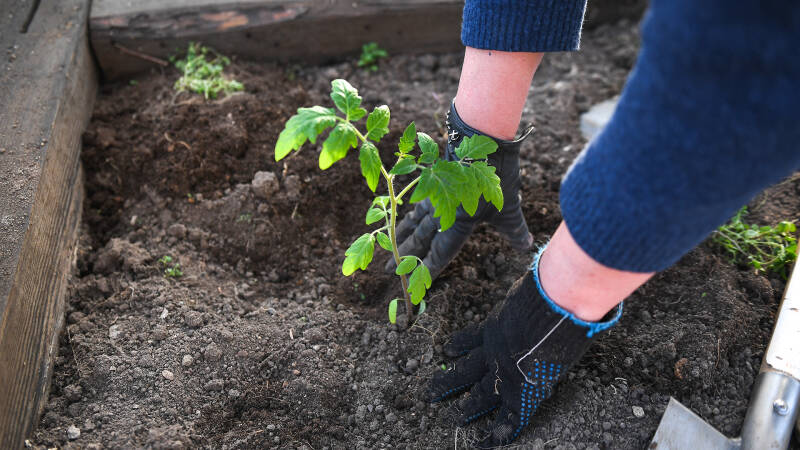 Лунный посевной календарь на июль 2024: график посадок по дням и фазам Луны