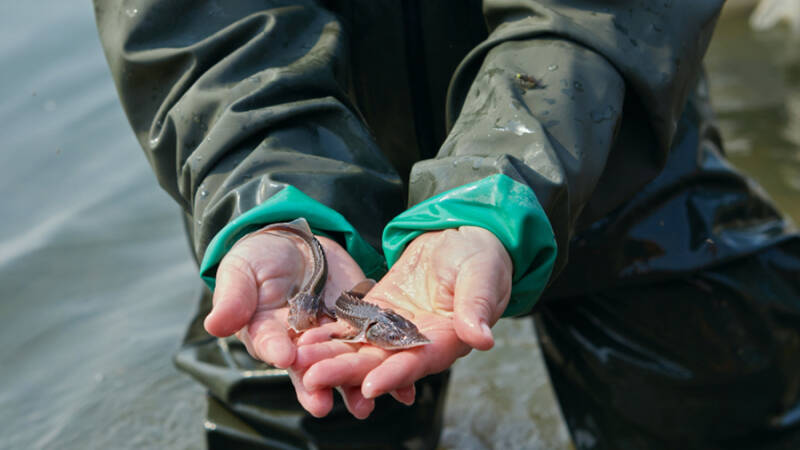 Более 50 тыс. мальков сибирского осетра выпустили в Чару
