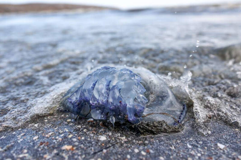 Нашествие медуз в Крыму: корнероты могут быть опасны для человека