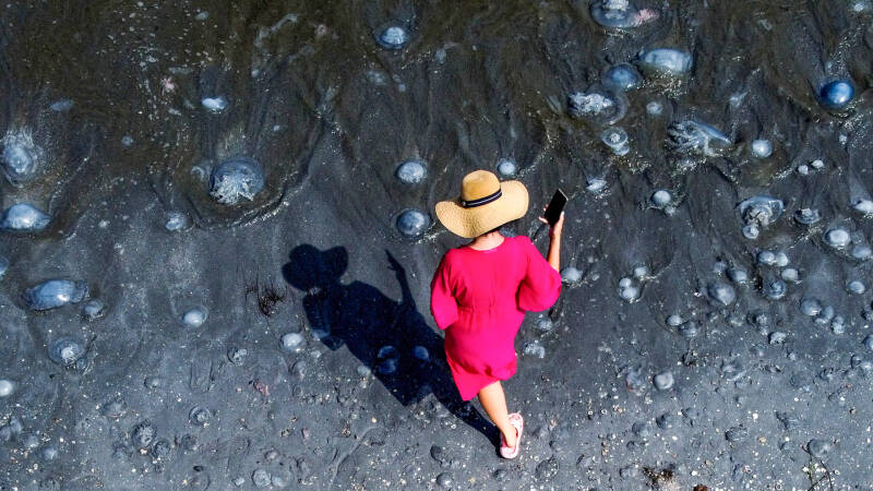 Нашествие медуз в Крыму: корнероты могут быть опасны для человека