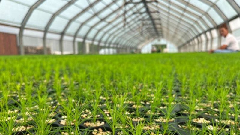 Около 16 млн саженцев хвойных вырастят в Хабаровском крае за сезон