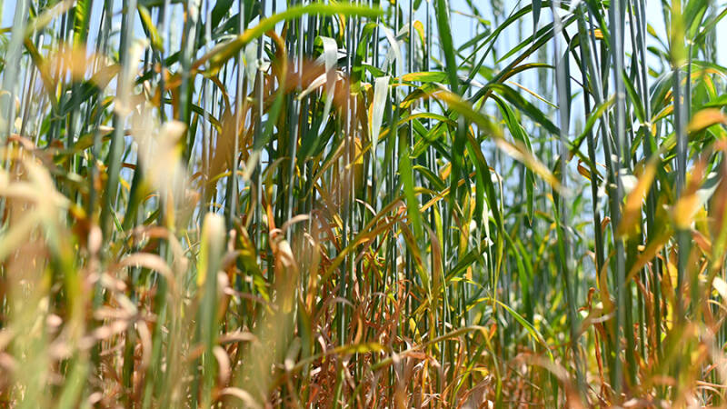 Шесть районов Забайкальского края пострадали от засухи