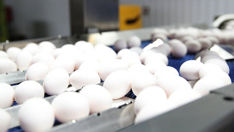 Производство яиц выросло в 2024 году в Иркутской области