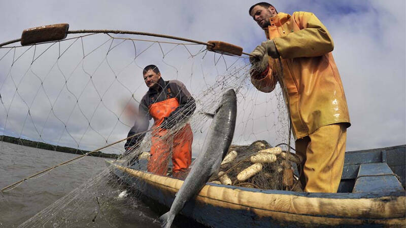 Более 600 т красной рыбы добыли приморские рыбаки с начала путины