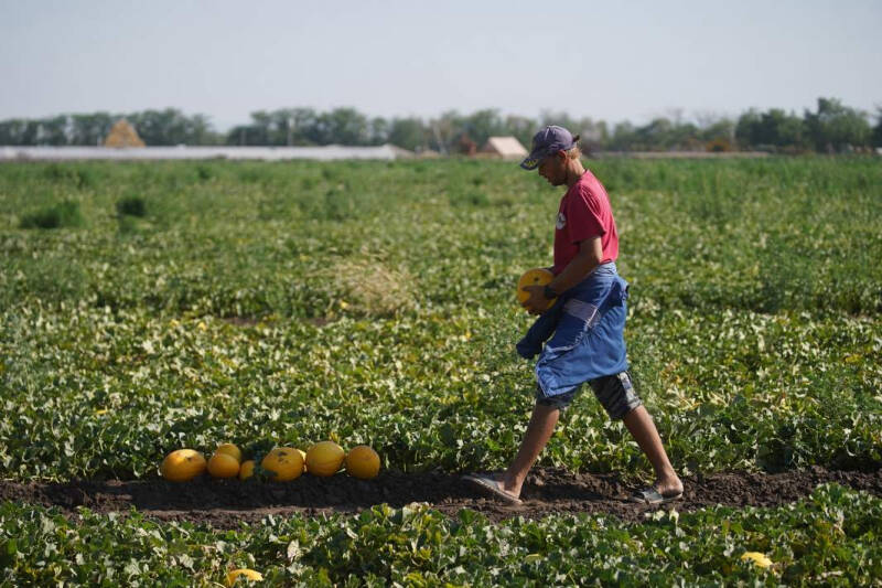 Полевые технологии: в России сельским хозяйством займутся роботы