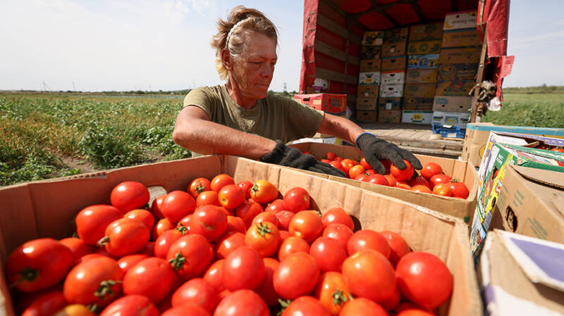 В Крыму приступили к уборке с полей борщевого набора