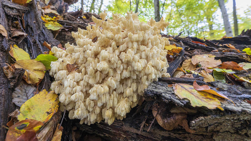 В лесах Подмосковья вновь появился ежовик коралловидный
