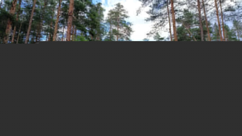 Два новых заказника появятся в Петербурге