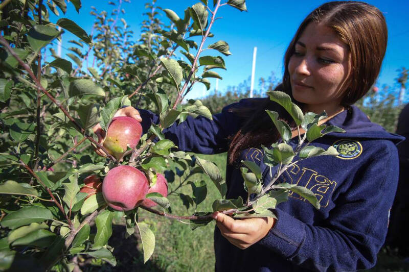 Тот еще фрукт: в июне Россия удвоила импорт яблок