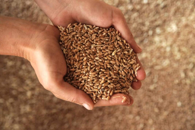 Засушить цены: как урожай повлияет на инфляцию