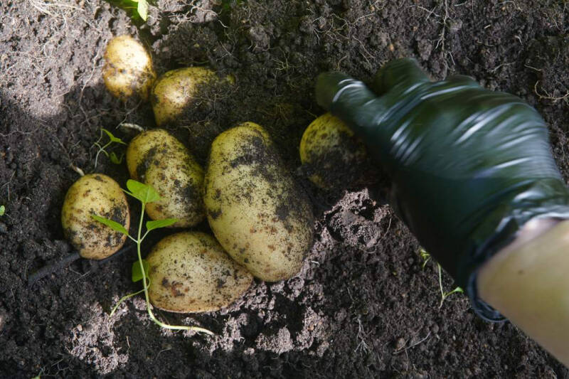 Засушить цены: как урожай повлияет на инфляцию