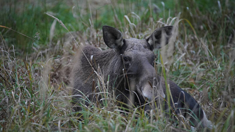Больше 500 лосей разрешили добыть в Мурманской области