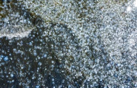 Нашествие медуз в Крыму: корнероты могут быть опасны для человека