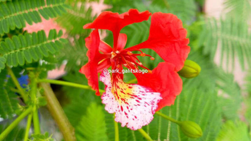 «Огненное дерево» впервые зацвело в парке Краснодара