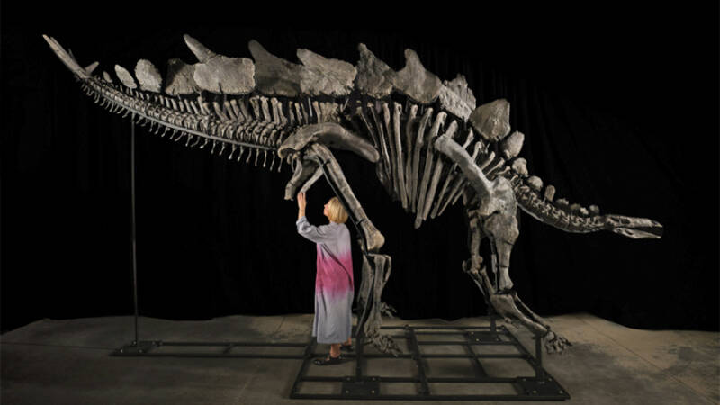 Костей не наберешь: скелет динозавра и золото свергнутого царя