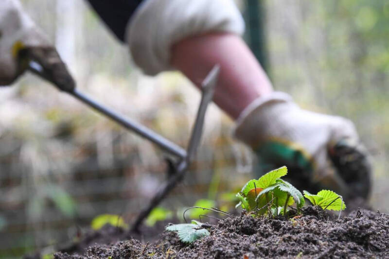 Лунный посевной календарь на июль 2024: график посадок по дням и фазам Луны