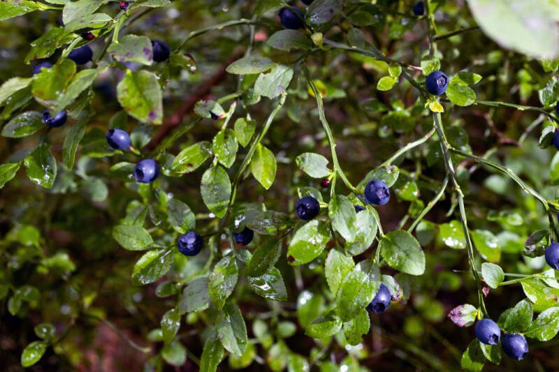 Северные Негоро: финны держали тайских гастарбайтеров на положении рабов