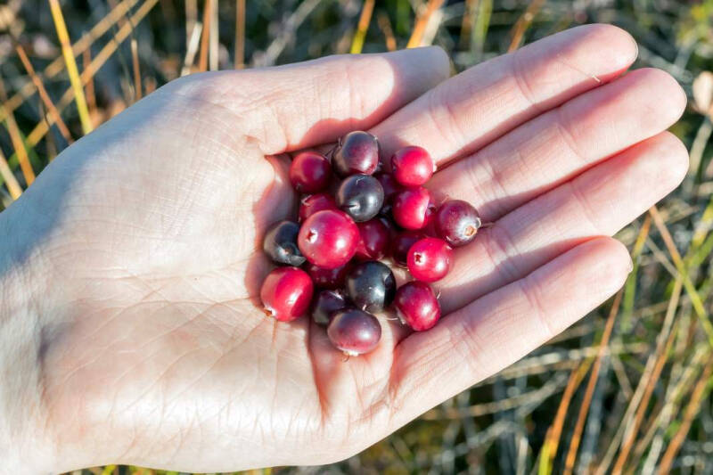 Северные Негоро: финны держали тайских гастарбайтеров на положении рабов