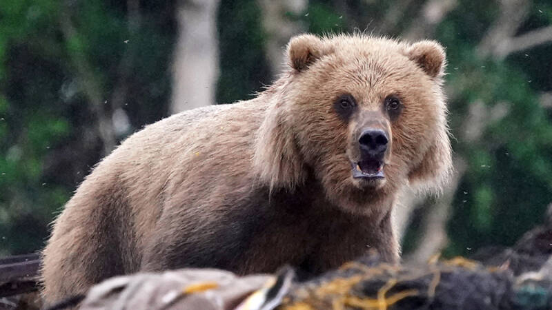 Туристов предупредили о разгуливающем под Новороссийском медведе