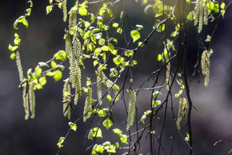 Легкое дыхание: в России создали первую в мире вакцину от аллергии