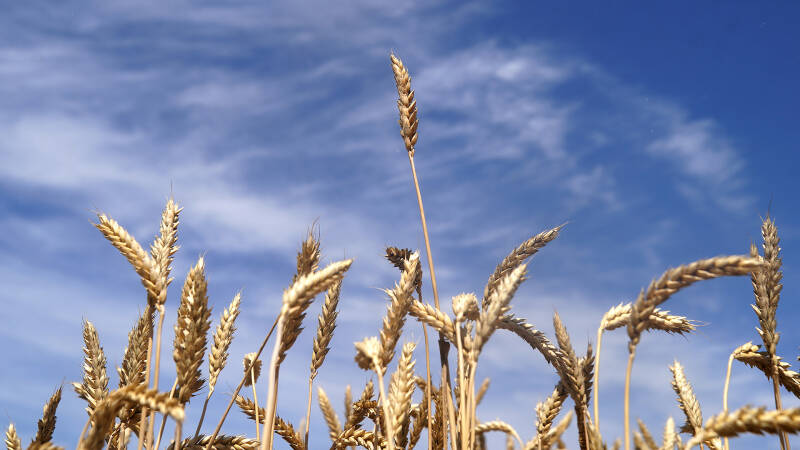 Все ли поели: Россия поставляет продовольствие более чем в 160 стран