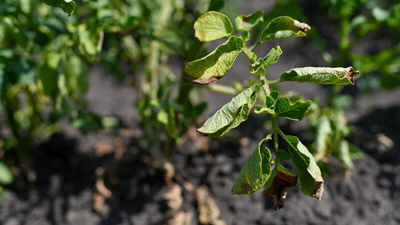 Режим ЧС введут в Забайкальском крае из-за засухи
