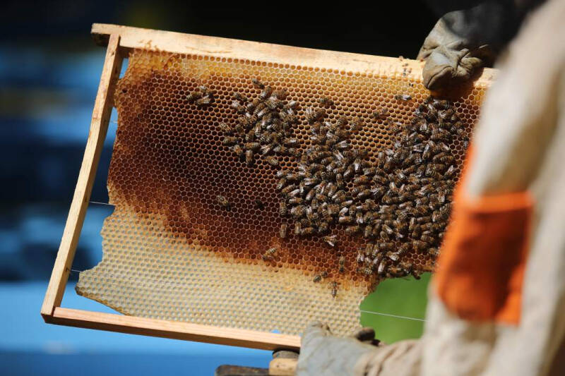 14 августа — Медовый Спас: что категорически нельзя делать, народные приметы