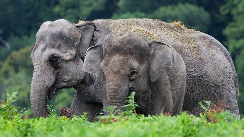 12 августа &mdash; Всемирный день слонов: история и традиции праздника