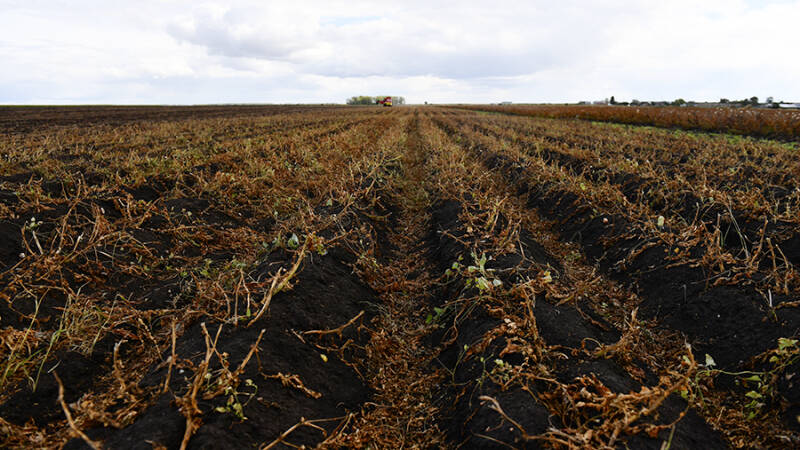 Урожай картошки погиб из-за дождей в садоводствах Свердловской области