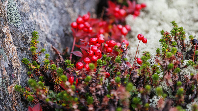 Брусника созрела в лесах Московской области