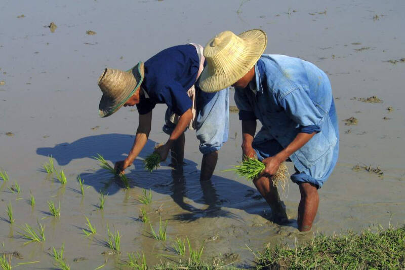 Северные Негоро: финны держали тайских гастарбайтеров на положении рабов