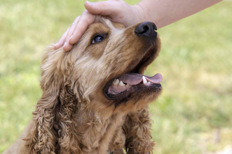 В чем укол: в РФ создали первую безопасную вакцину от оспы обезьян